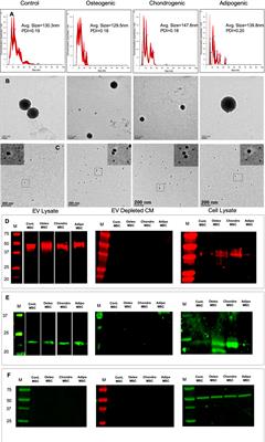 Evaluating the Endocytosis and Lineage-Specification Properties of Mesenchymal Stem Cell Derived Extracellular Vesicles for Targeted Therapeutic Applications